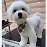 maltese terrier tıraşı modelleri
