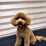 toy poddle tıraşı modelleri