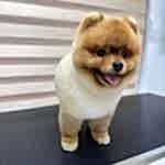 Pomeranian Boo Traşı ve Modelleri